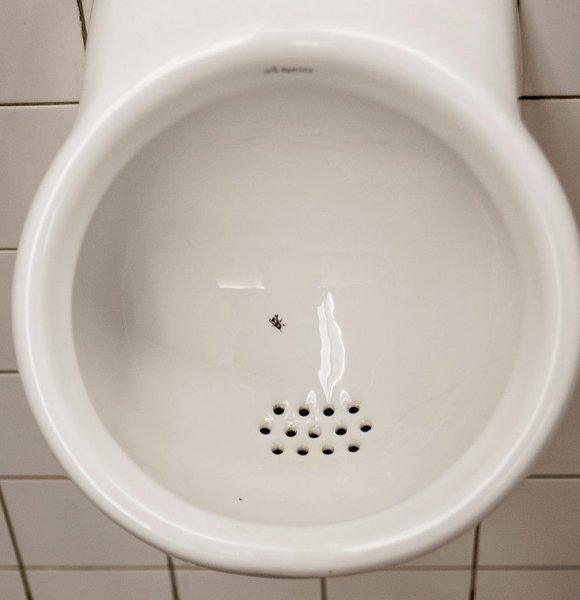 Муха на унитазе