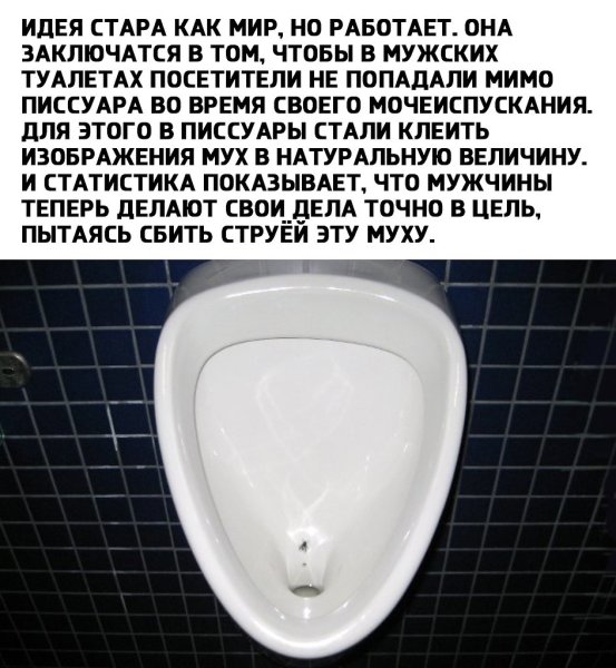 Муха на унитазе