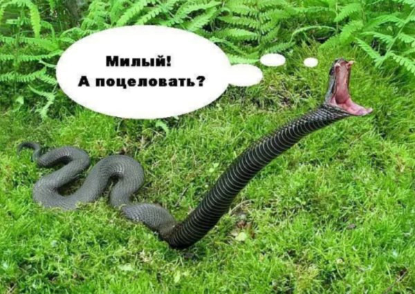 Мемы про змей