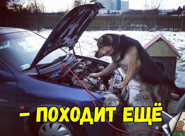 Наклейка на машину понторезка