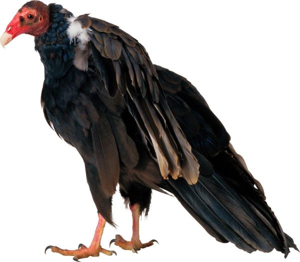 Кондор на белом фоне