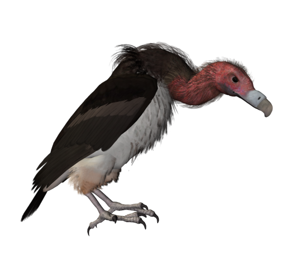 Стервятник на белом фоне