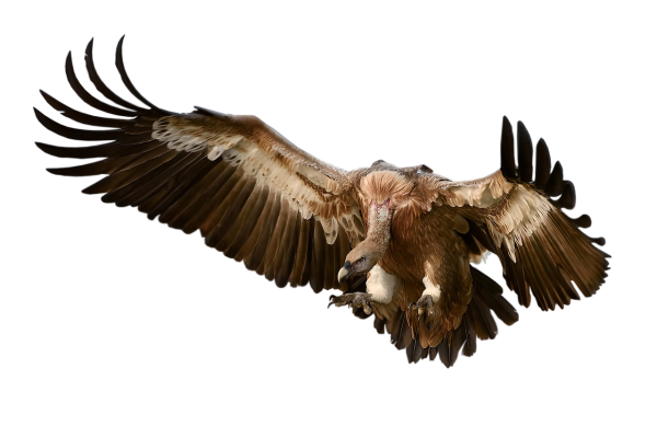 Орел на белом фоне