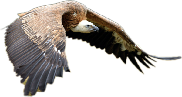 Белоголовый СИП