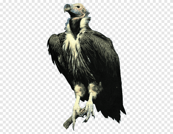 Гриф на белом фоне