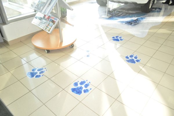 Наклейки на пол в зоомагазин