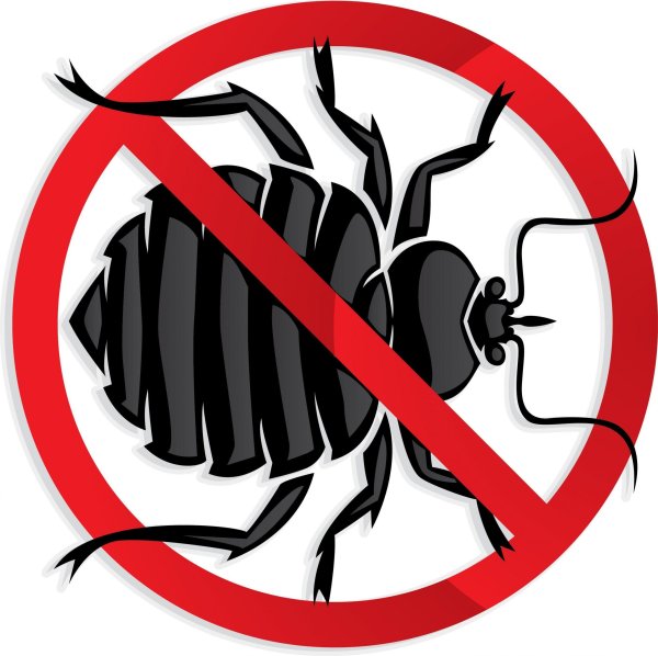 Дезинсекция от насекомых