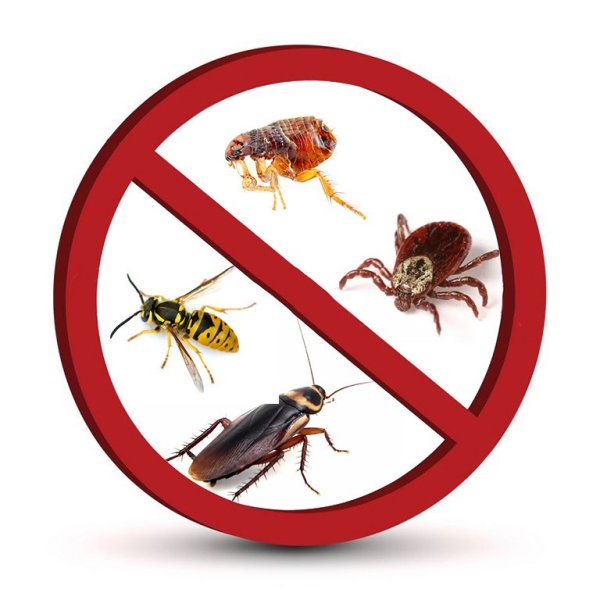 Нельзя убивать животных