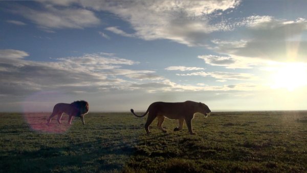 Орел на скале