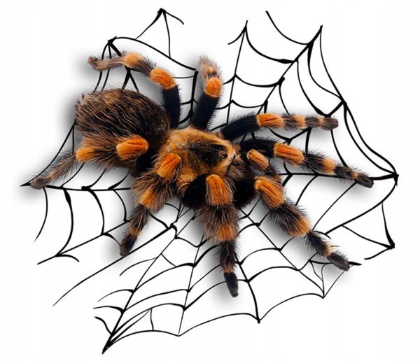 Наклейка паук