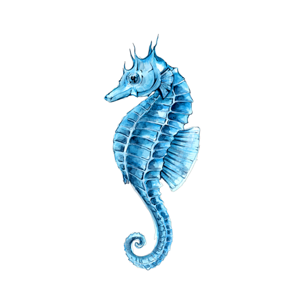 Гиппокамп морской конек