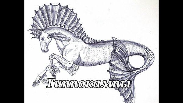 Гиппокампус без фона