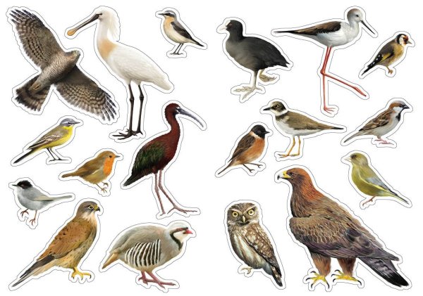 Стикеры птицы