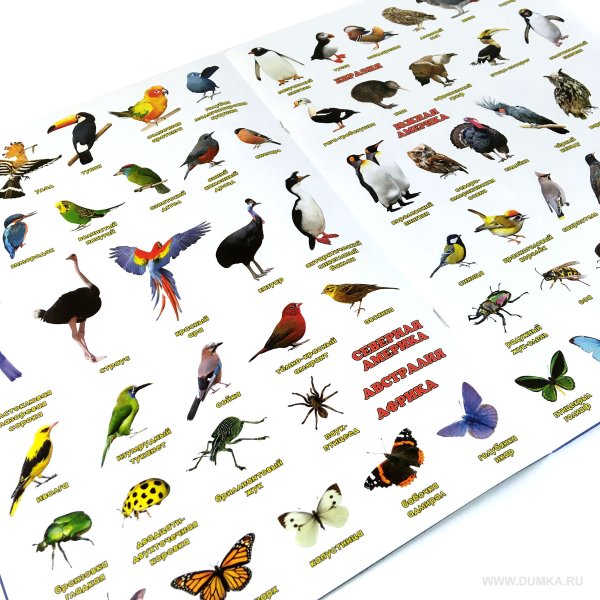 Книга атлас мира с наклейками птицы и насекомые