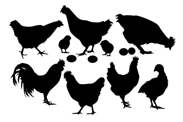 Белая птица Издательство