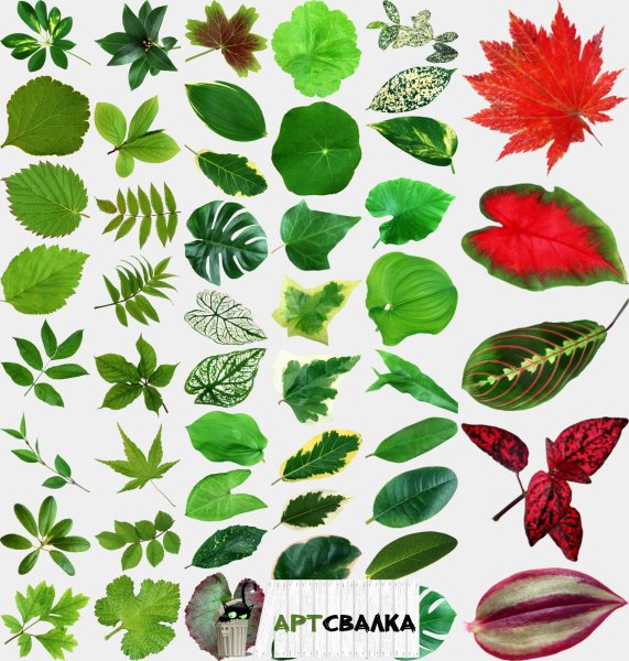 Листочки для цветов