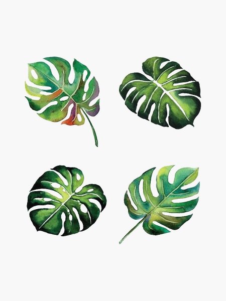 Наклейки растения листья