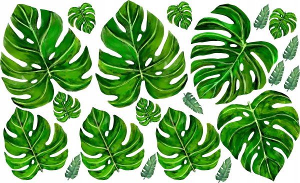 Листик монстеры