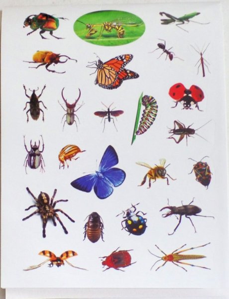 Насекомые (с наклейками)