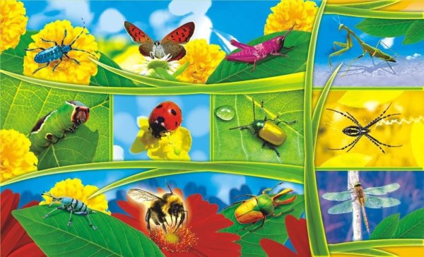 Насекомые (с наклейками)