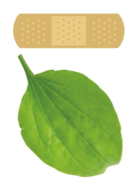 Подорожник с пластырем