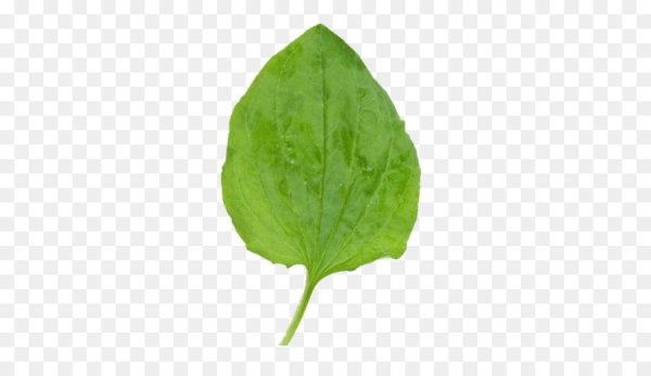 Подорожник стикер