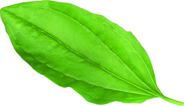 Подорожник лист