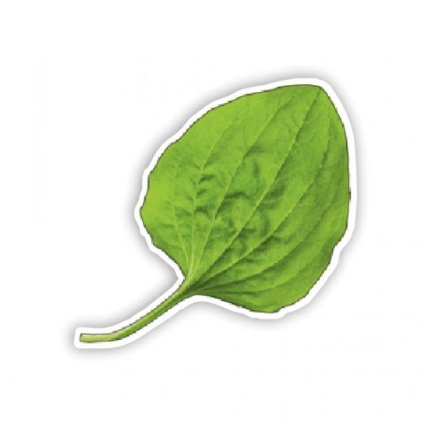 Подорожник на белом фоне