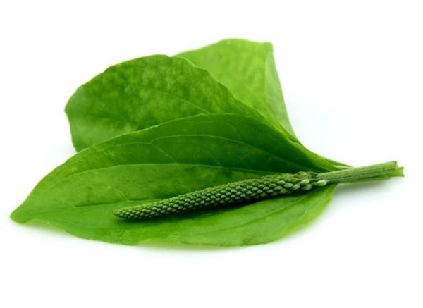 Листик мяты