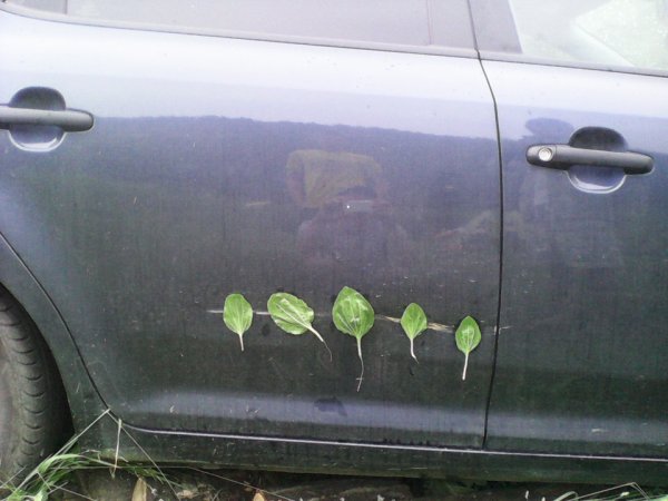 Лист подорожника вектор