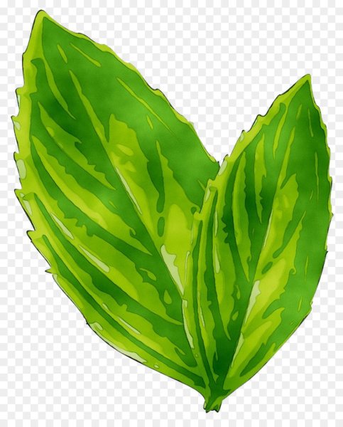 Подорожник на машине