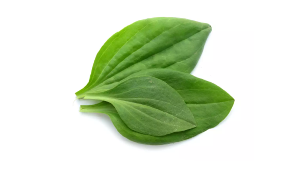 Приложи подорожник