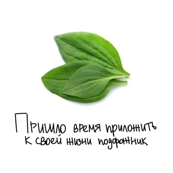 Подорожник вектор