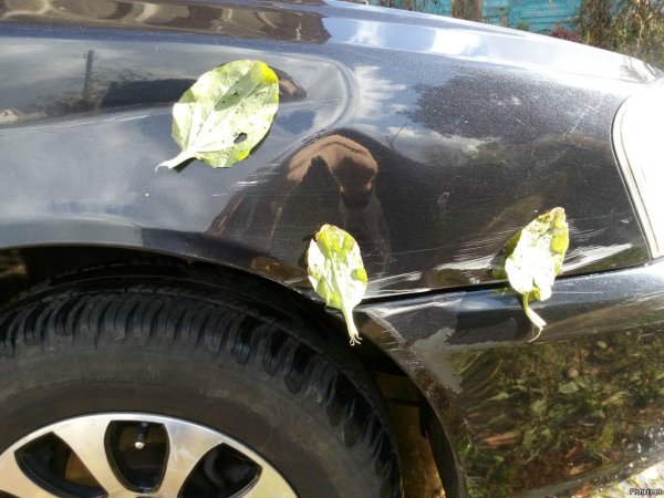 Наклейка подорожник на машину
