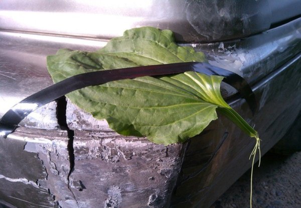 Подорожник на белом фоне