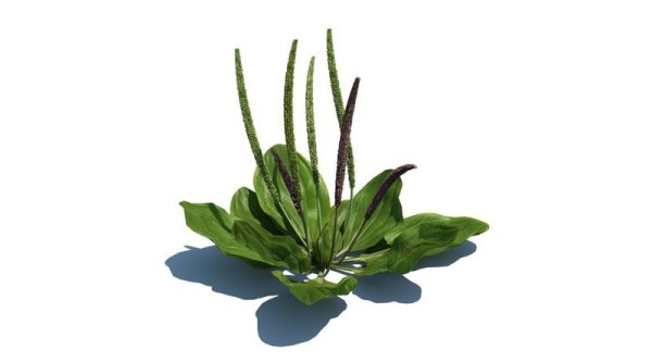 Листья подорожника для заживления РАН