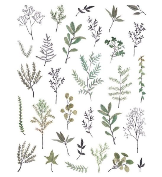 Зарисовки трав