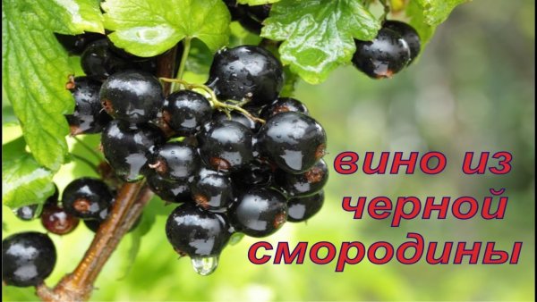 Этикетка наливка Смородиновая