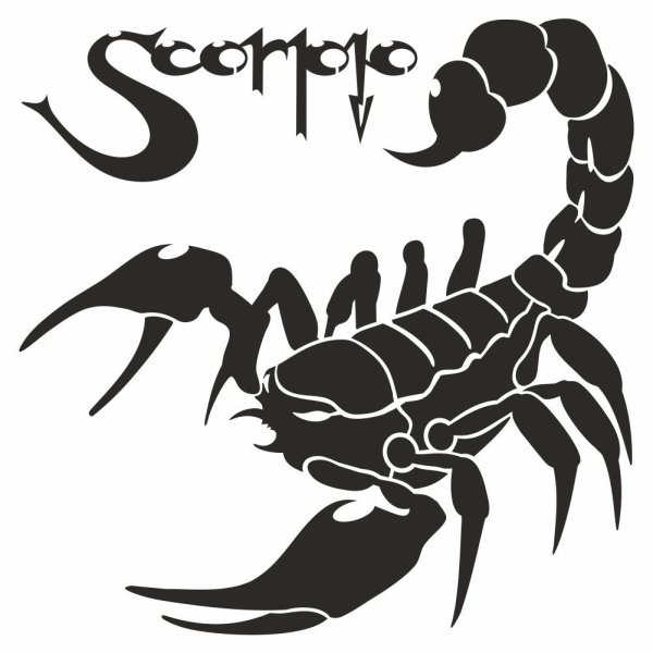 Скорпион на черном фоне