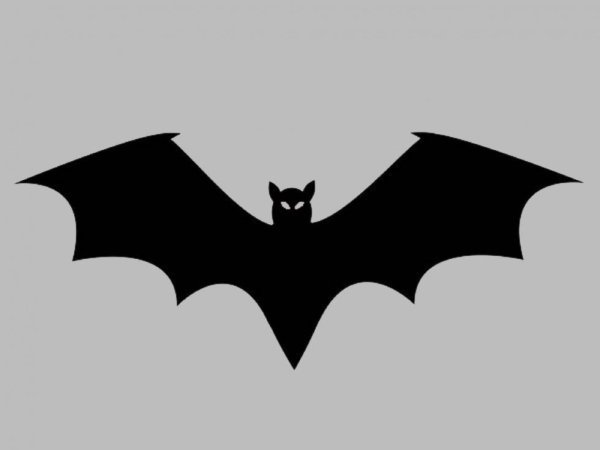 Летучая мышь разведка