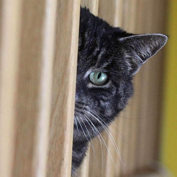 Кошка выглядывает рисунок