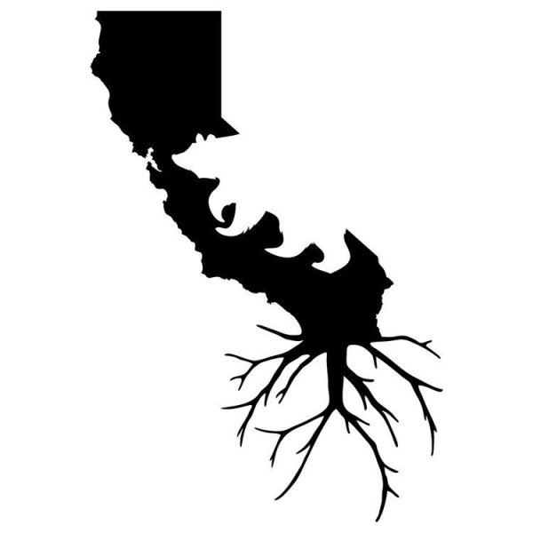 Корни дерева