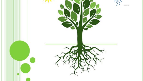 Корни растений