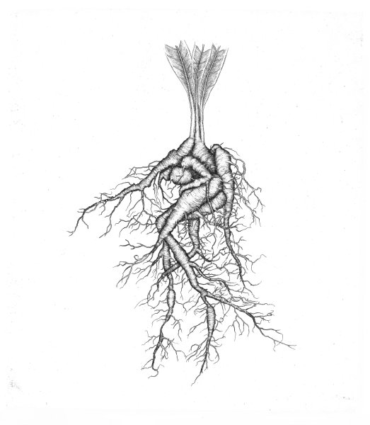 Корка дерева