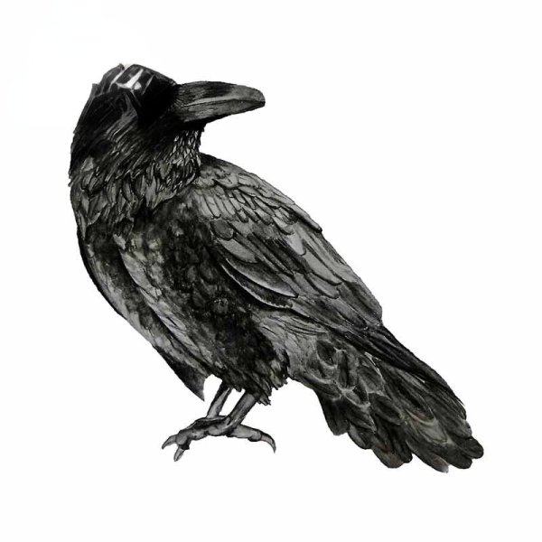 Ворон векторный