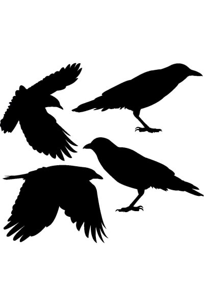 Череп ворона