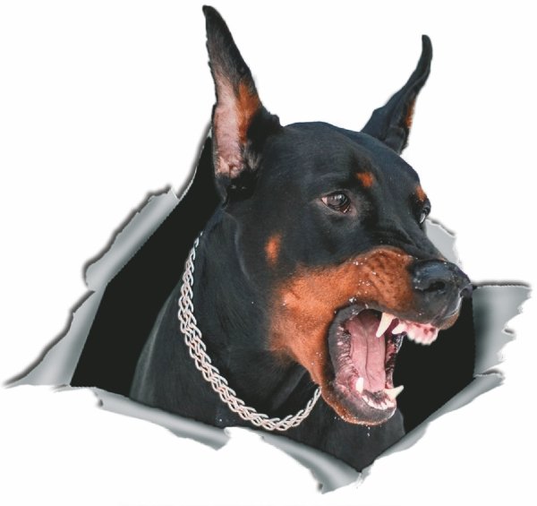 Доберман наклейка на авто