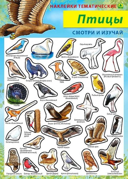 Наклейки птицы для детей