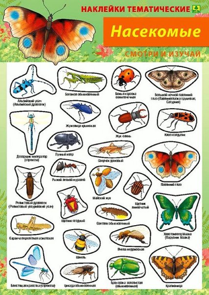 Насекомые (с наклейками)