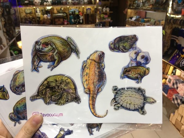 Амфибия мультсериал Полли